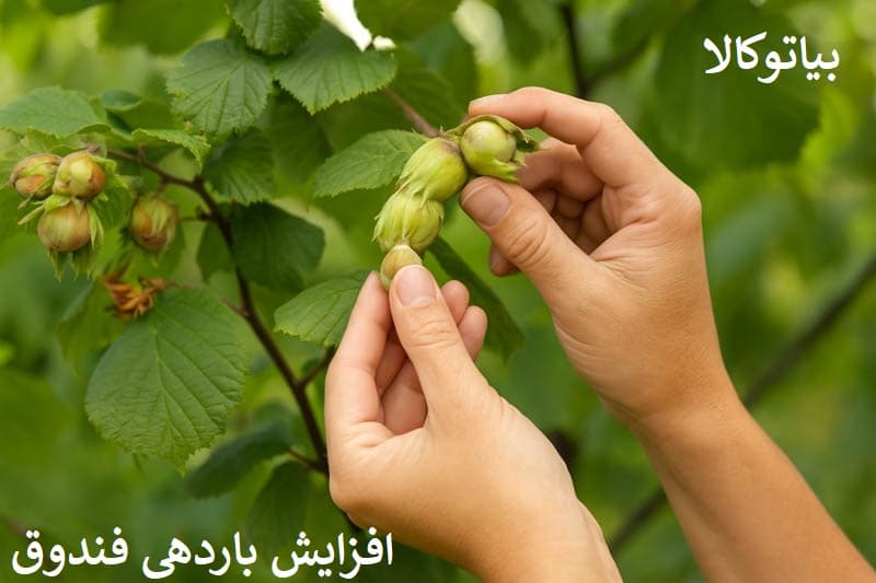 با این روش‌ها، فندق‌هایی درشت، خوش‌طعم و سودآور برداشت کنید!